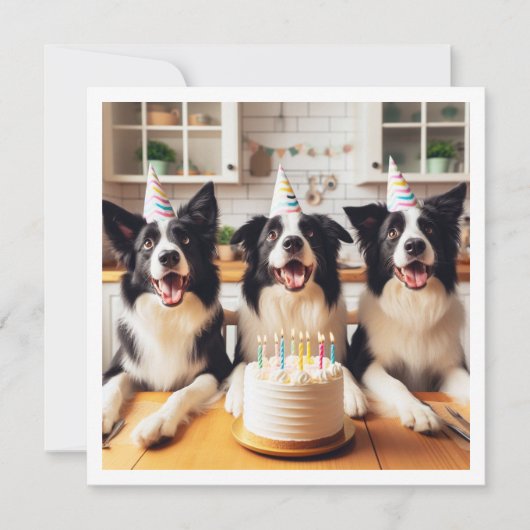 Collies frontalières, Carte d'anniversaire de chie (Devant)