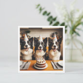 Collies frontalières, Carte d'anniversaire de chie (Debout devant)