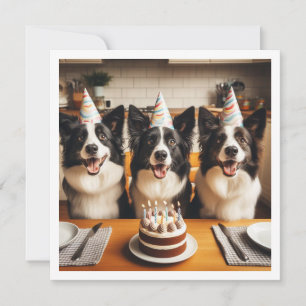 Collies frontalières, Carte d'anniversaire de chie