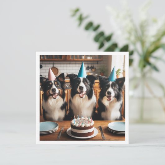 Collies frontalières, Carte d'anniversaire de chie (Debout devant)