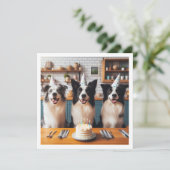 Collies frontalières, Carte d'anniversaire de chie (Debout devant)