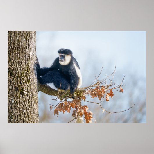 Colobus Aap in het Bladerdak Poster (Voorkant)