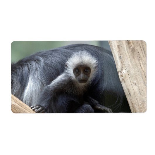 Colobus polykomos etiket (Voorkant)