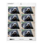 Colobus polykomos etiket (Full Sheet)