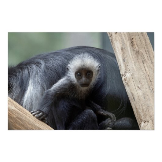 Colobus polykomos perfect poster (Voorkant)