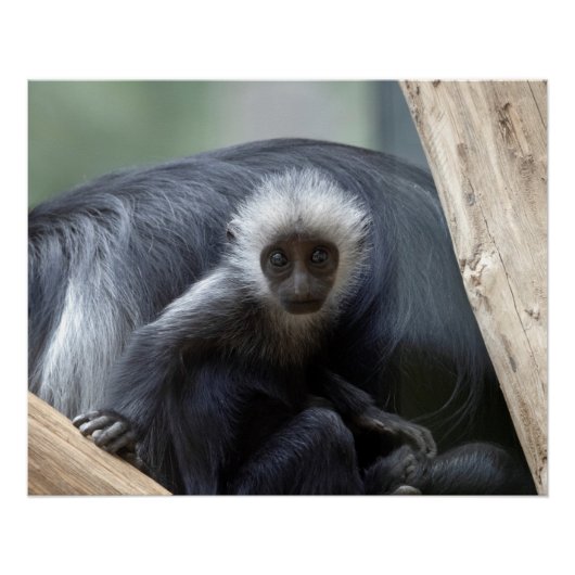 Colobus polykomos perfect poster (Voorkant)