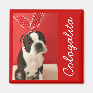 Cologalita Usamimi Magnets Magneet