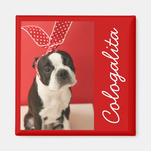 Cologalita Usamimi Magnets Magneet (Voorkant)