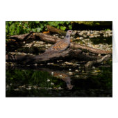 colombe européenne (Devant Horizontal)