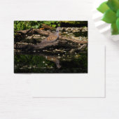 colombe européenne (Bureau)