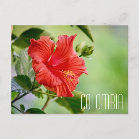 colombia hibiscus flower briefkaart (Voorkant)