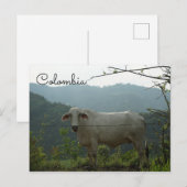 Colombie drôle de carte postale de vache (Devant / Derrière)