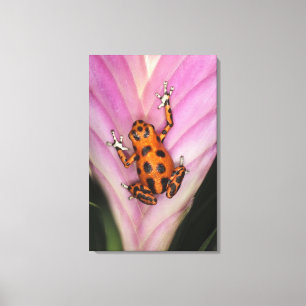 Colon Isle Dart Frog, Oophaga pumilio Canvas Afdruk