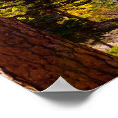 Colonnes d'automne 6 affiche (Coin)