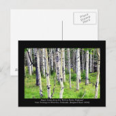 Colorado Aspen Trees Briefkaart (Voorkant / Achterkant)