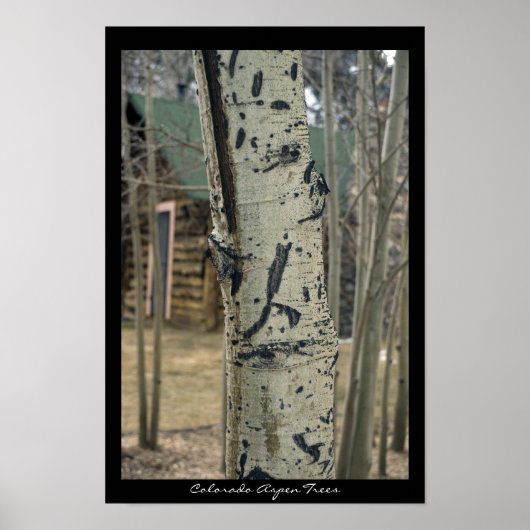 Colorado Aspen Trees Poster (Voorkant)