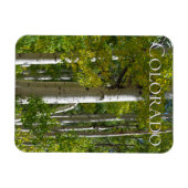 Colorado Aspens Designer Fridge Magnet (Horizontal)