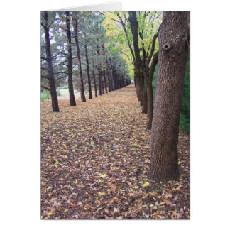 Colorado Autumn Lane