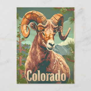 Colorado Bighorn Sheep  Briefkaart