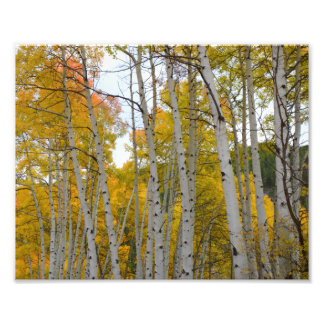 Colorado Birch bomen in de herfst Foto Afdruk