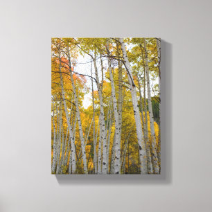 Colorado Birch Trees Canvas Afdruk