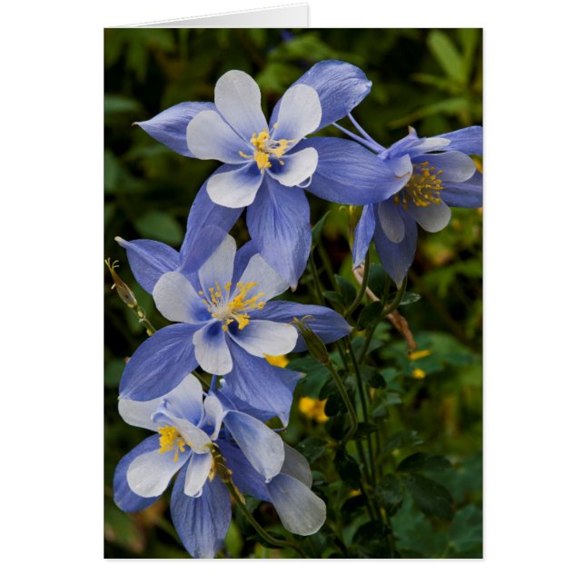 Colorado Blue Columbine near telluride (Devant)