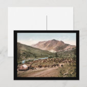 Colorado Cattle Roundup 1897 Briefkaart (Voorkant / Achterkant)