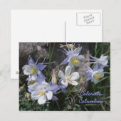 Colorado Columbine Briefkaart (Voorkant / Achterkant)
