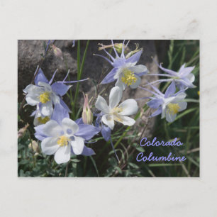 Colorado Columbine Briefkaart