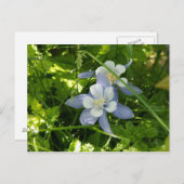 Colorado Columbine Briefkaart (Voorkant / Achterkant)