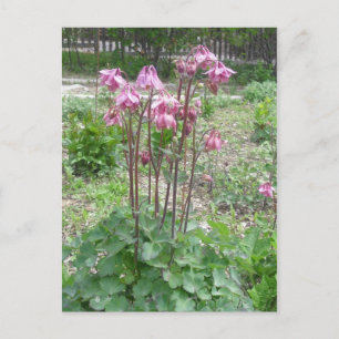 Colorado Columbine Flower Briefkaart