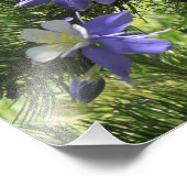 Colorado Columbine Fotouitbreiding Foto Afdruk (Hoek)