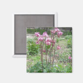 Colorado Columbine Magnet Magneet (Voorkant / Achterkant)