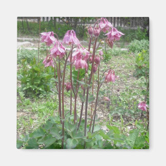 Colorado Columbine Magnet Magneet