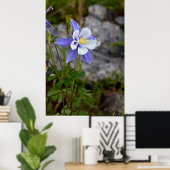 Colorado Columbine Poster (Thuiskantoor)