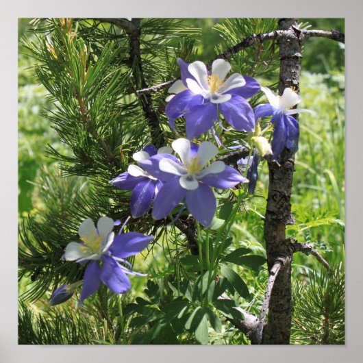 Colorado Columbine Poster (Voorkant)