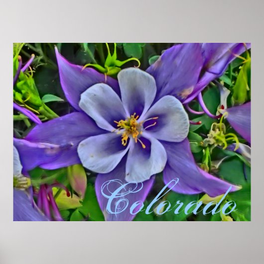 Colorado columbine poster (Voorkant)