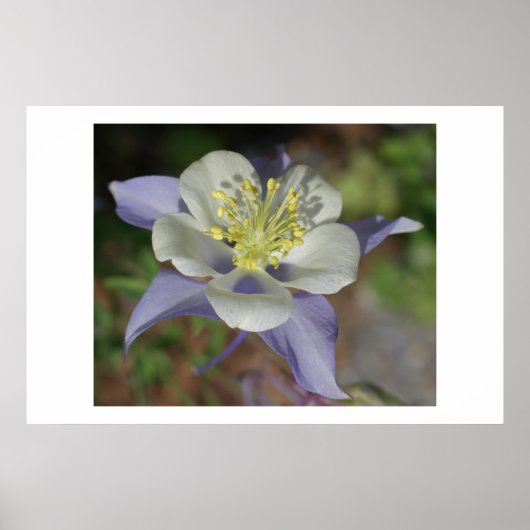 Colorado Columbine Poster (Voorkant)