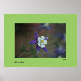 Colorado Columbine print