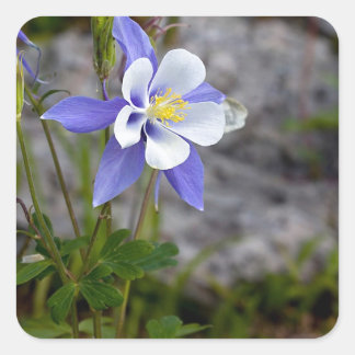 Colorado Columbine Vierkante Sticker