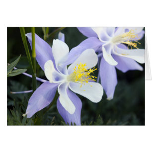 Colorado Columbines