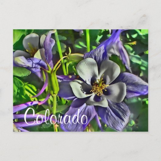 Colorado columbines briefkaart (Voorkant)