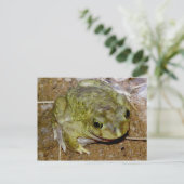Colorado de Toad Bufo alvarius Briefkaart (Staand voorkant)
