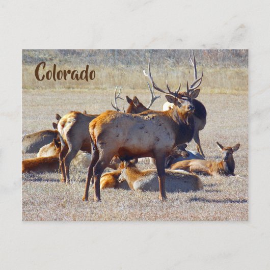 Colorado Elk Briefkaart (Voorkant)