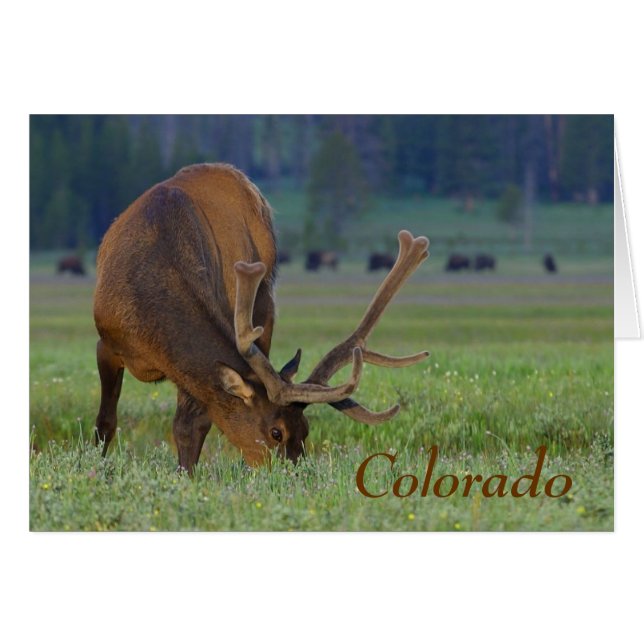 colorado elk note card (Voorkant Horizontaal)