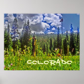 Colorado Forrest affiche pittoresque (Devant)