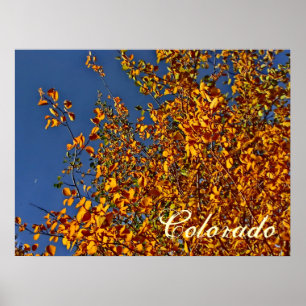 Colorado herfst aspen poster