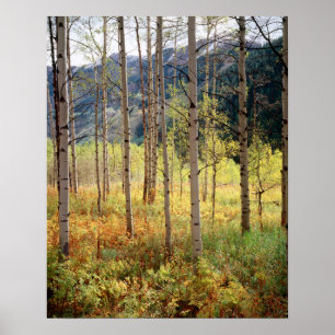 Colorado, herfstkleuren van espbomen poster