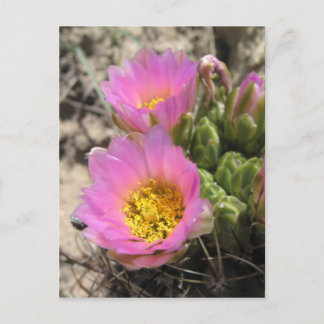 Colorado Hookless Cactus Briefkaart