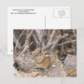 Colorado Rocky Mountain Chipmunk Briefkaart (Voorkant / Achterkant)